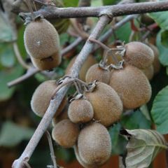 Kiwi Solissimo - Actinidia chinensis