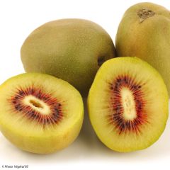 Kiwi Kiwi Wonder - Actinidia deliciosa