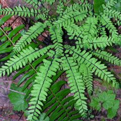 Adiantum pedatum - Culantrillo de Canadá​