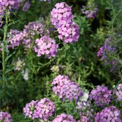 Aethionema armenum Warley Ruber - Berro de roca