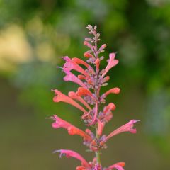 Agastache Kudo's Coral
