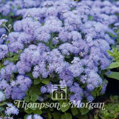 Ageratum Blue Danube F1 Hybrid (semillas)