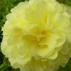 Alcea rosea Chater's Double Yellow - Malva real