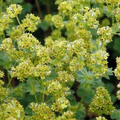 Alchemilla erythropoda - Alquemila