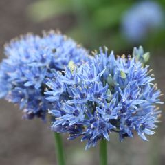 Allium caeruleum - Ajo decorativo azul