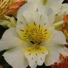 Alstroemeria Inticancha Cabana