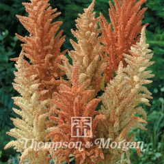 Amaranthus paniculatus Autumn Palette (semillas)