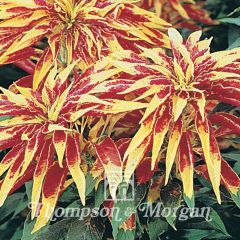 Amaranthus tricolor Josephs Coat