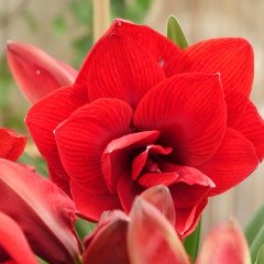 Hippeastrum Double Dragon - Amarilis 