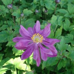 Anemone Bressingham Glow