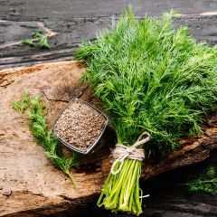 Eneldo - Anethum graveolens