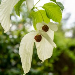 Davidia involucrata var. vilmoriniana