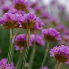 Clavelina del mar Splendens - Armeria maritima