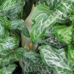 Arum italicum Marmoratum