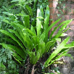Asplenium scolopendrium Undulatum Group - Lengua cervina