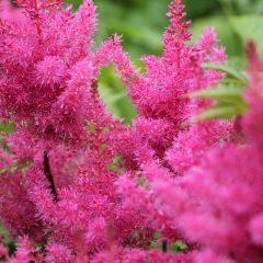 Espirea de pluma Vision in Pink- Astilbe