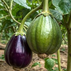 Berenjena Aubergine Rotonda Bianca Sfumata Di Rosa