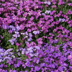 Aubrieta abies T&M Mixed Hybrids
