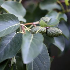 Aliso napolitano - Alnus cordata