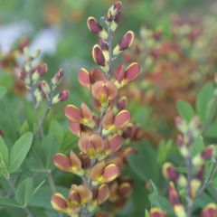 Baptisia Cherries Jubilee