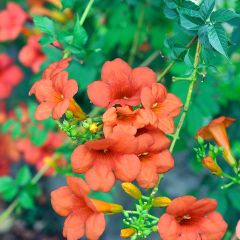 Enredadera de trompeta Madame Galen - Campsis