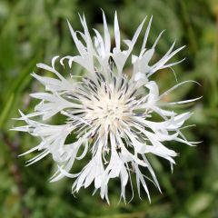 Centaurea montana Alba