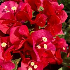 Buganvilla rojo oscuro - Bougainvillea spectabilis