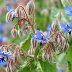 Borraja azul y blanco - Borago officinalis