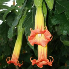 Brugmansia sanguinea - Trompetero rojo