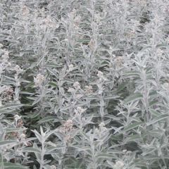 Buddleja Silver Anniversary