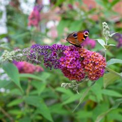 Buddleja Flower Power