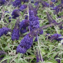 Buddleja davidii Adonis Blue