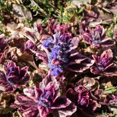 Ajuga reptans Multicolor