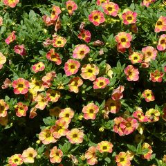 Calibrachoa hybrida Chamaeleon Sunshine Berry
