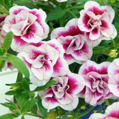 Calibrachoa hybrida MiniFamous Double Pinktastic