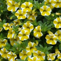 Calibrachoa hybrida Superbells Lemon Slice