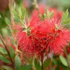 Limpiatubos - Callistemon laevis