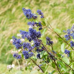 Ceanoto Henri Desfossé