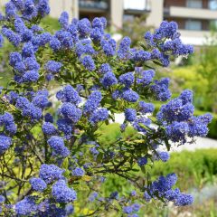 Ceanothus arboreus Concha - Ceanoto arbóreo