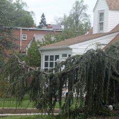 Cedro de Líbano - Cedrus libani Atlantica Pendula