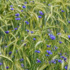 Centaurea cyanus - Aciano