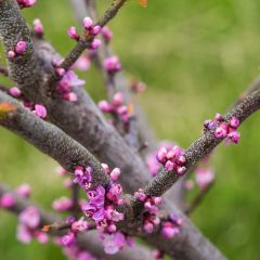 Redbud del este Little Woody - Cercis canadensis