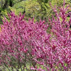 Cercis chinensis Avondale - Árbol del amor