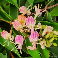 Lonicera henryi Marinella - Madreselva