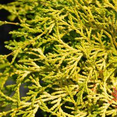 Chamaecyparis obtusa Kamarachiba - Ciprés hinoki