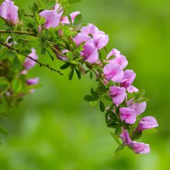 Chamaecytisus purpureus