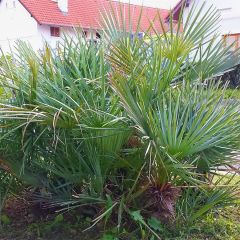 Chamaerops humilis var. cerifera - Palmito