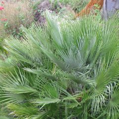 Chamaerops humilis Compacta - Palmito