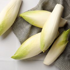 Endibia Witloof Normale Maraîchère