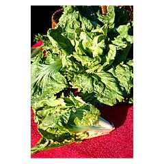Escarola Cornet d'Anjou